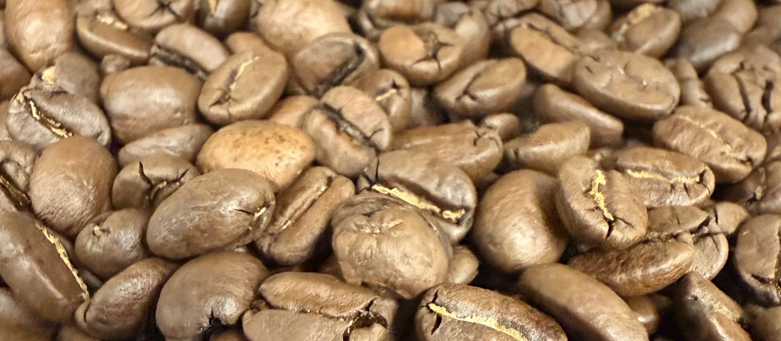 Close-up of freshly roasted coffee beans cooling in the roaster tray